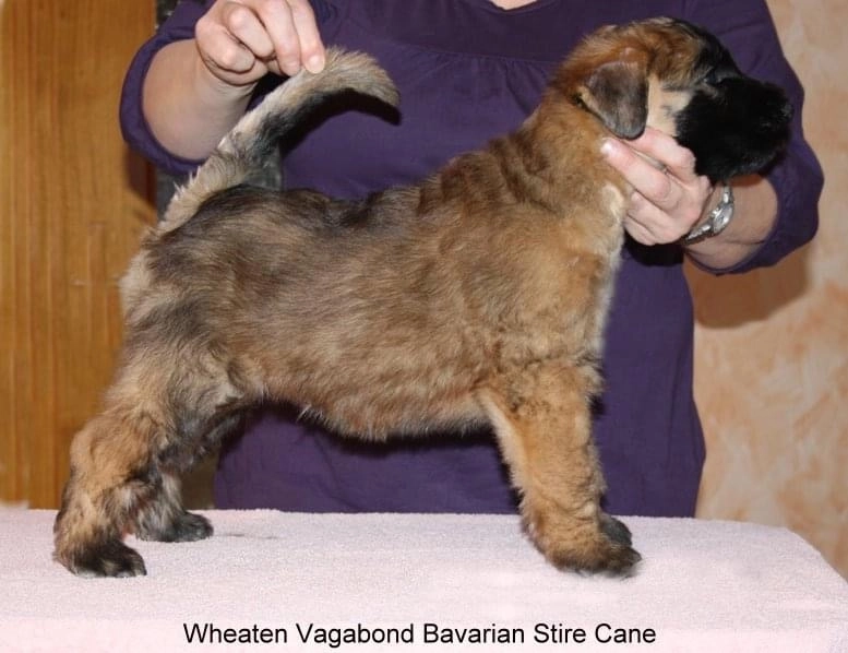 Wurf B von Wheaten Vagabond
