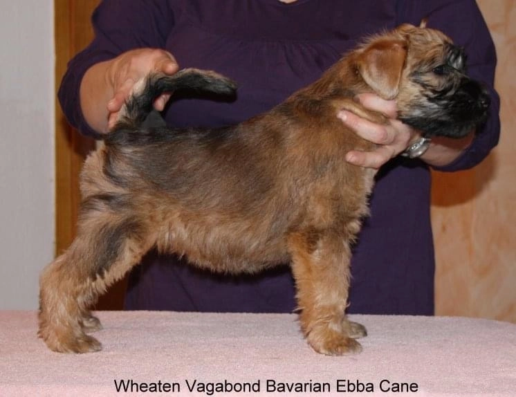 Wurf B von Wheaten Vagabond