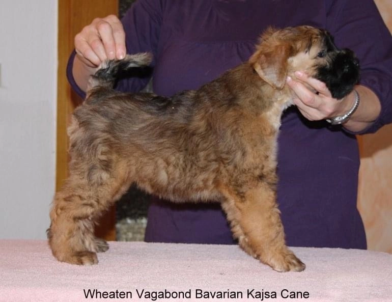 Wurf B von Wheaten Vagabond