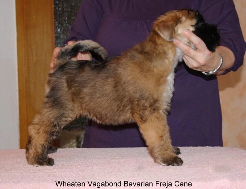 Wurf B von Wheaten Vagabond
