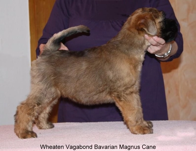 Wurf B von Wheaten Vagabond