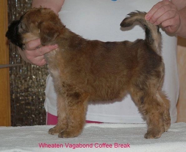 Wurf C von Wheaten Vagabond