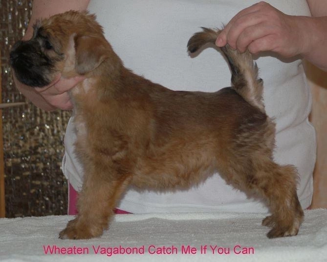 Wurf C von Wheaten Vagabond