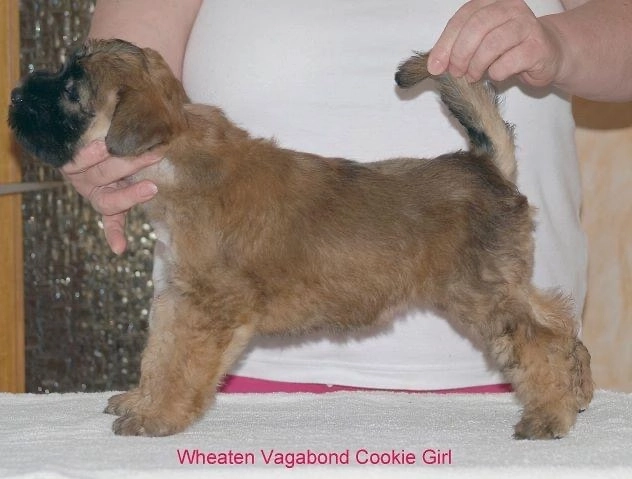 Wurf C von Wheaten Vagabond