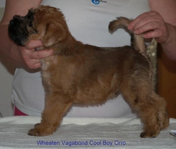 Wurf C von Wheaten Vagabond
