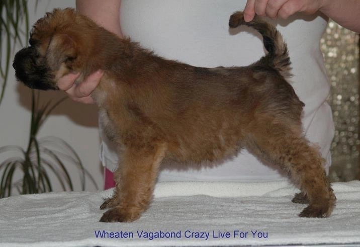 Wurf C von Wheaten Vagabond