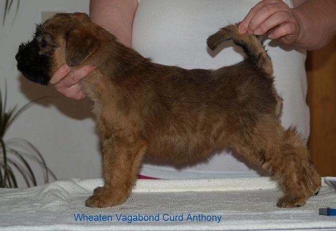 Wurf C von Wheaten Vagabond