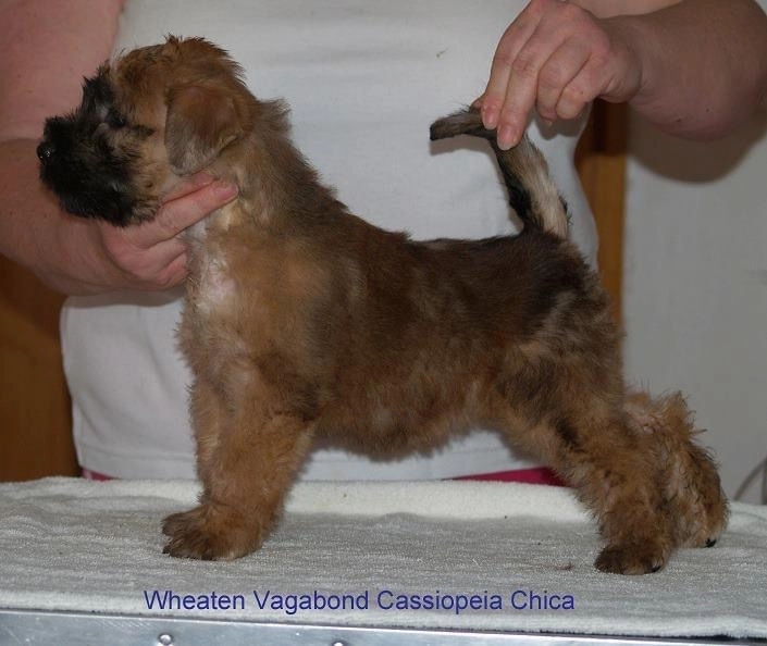 Wurf C von Wheaten Vagabond