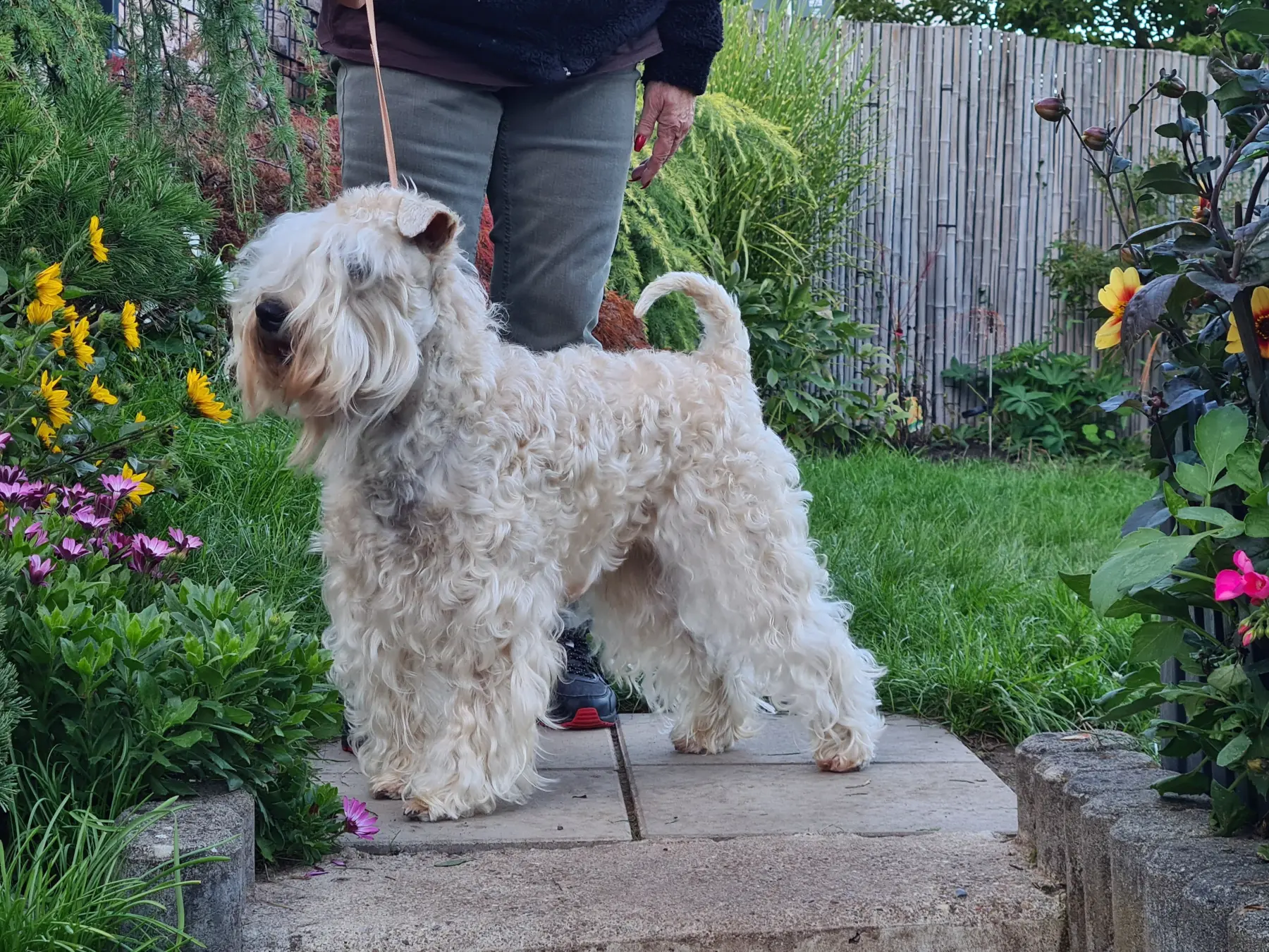 Hunde von Wheaten Vagabond