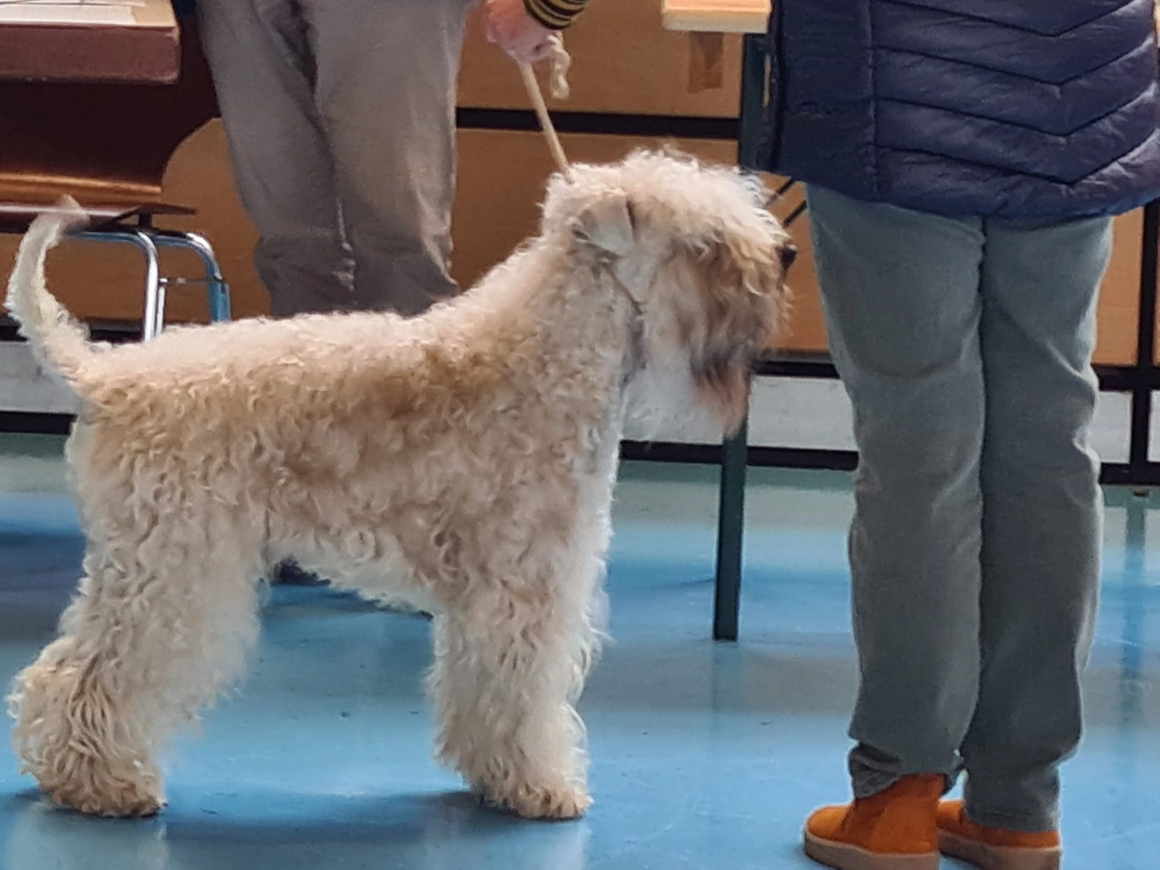 Hunde von Wheaten Vagabond