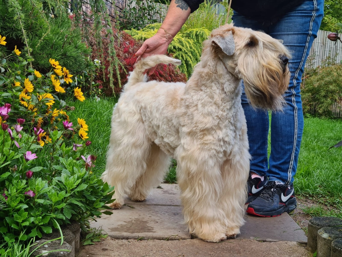Hunde von Wheaten Vagabond