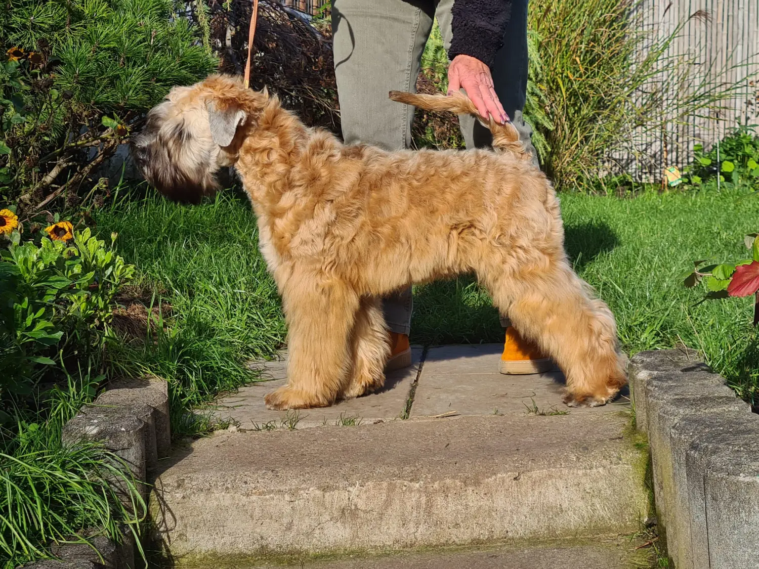 Internationale Frühlingshundeausstellung von Wheaten Vagabond