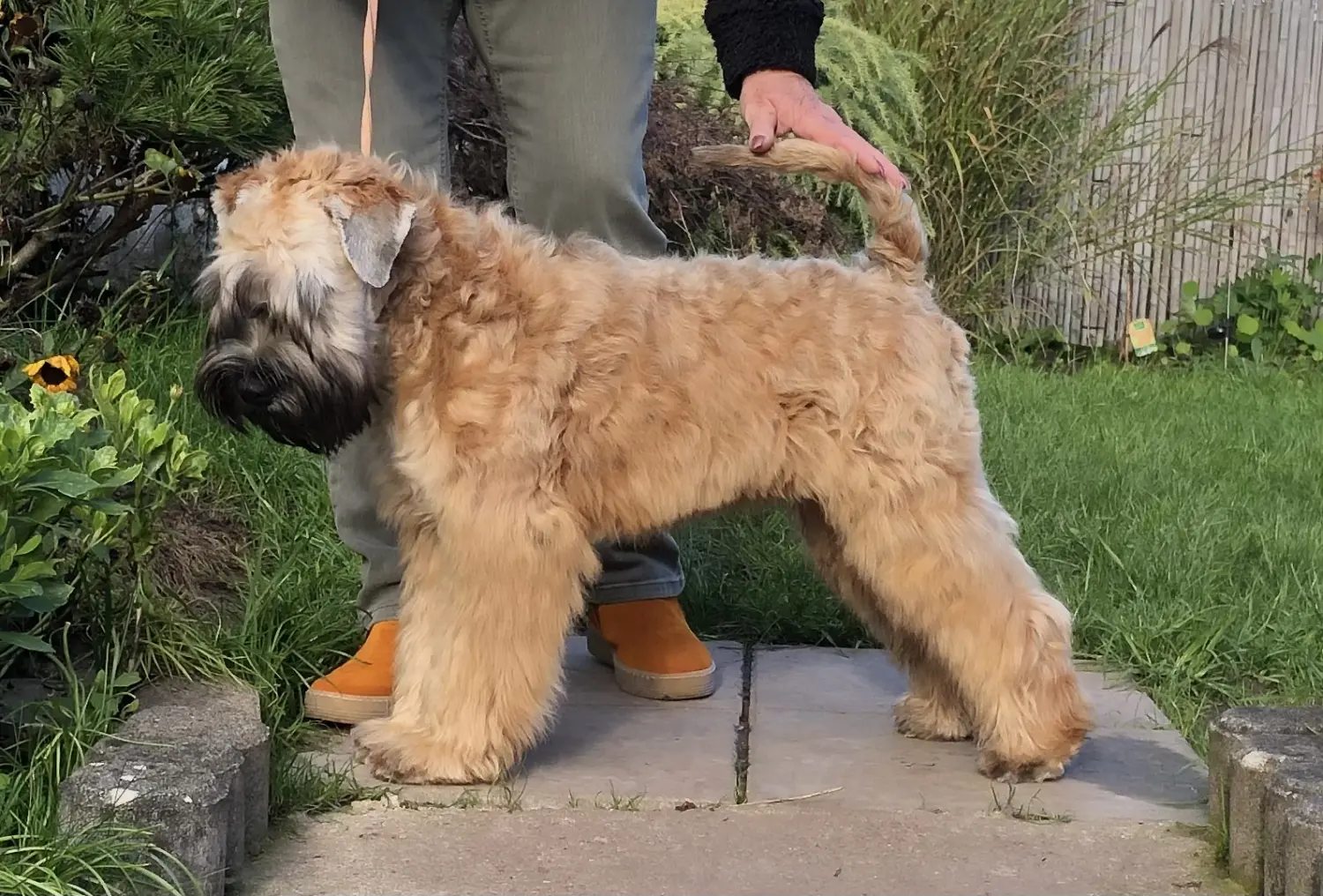 Internationale Frühlingshundeausstellung von Wheaten Vagabond