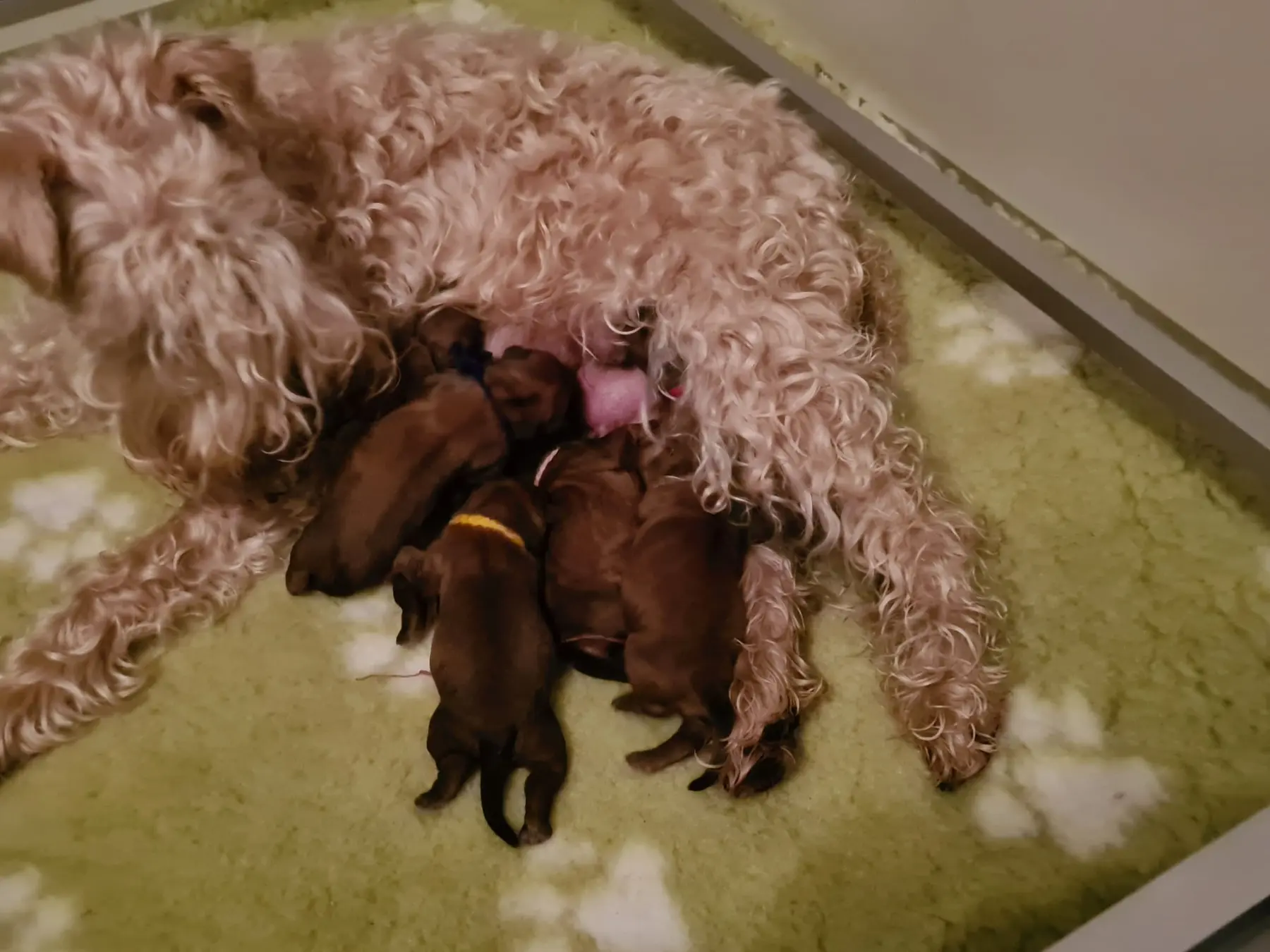 Hund mit Babys von Wheaten Vagabond