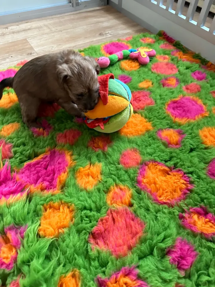Hunde spielen von Wheaten Vagabond