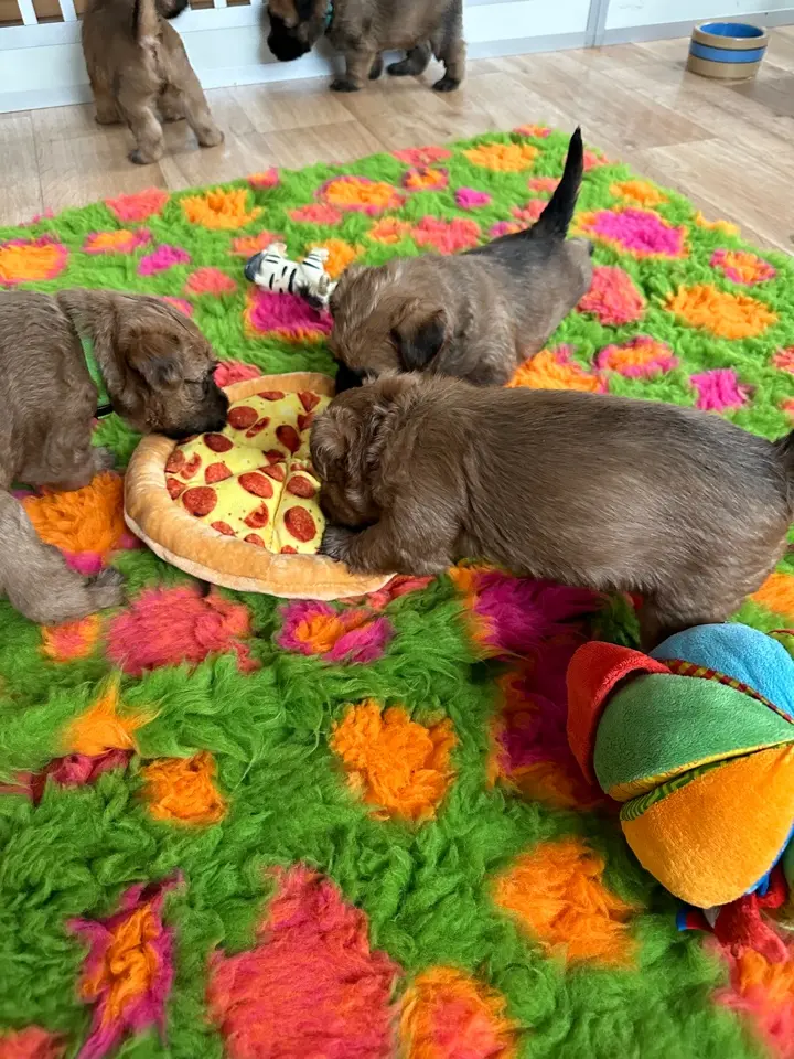 Hunde spielen von Wheaten Vagabond
