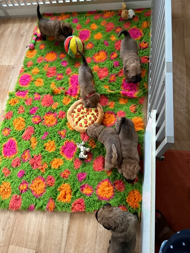 Hunde spielen von Wheaten Vagabond