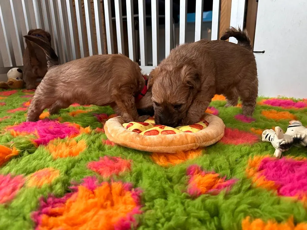 Hunde spielen von Wheaten Vagabond