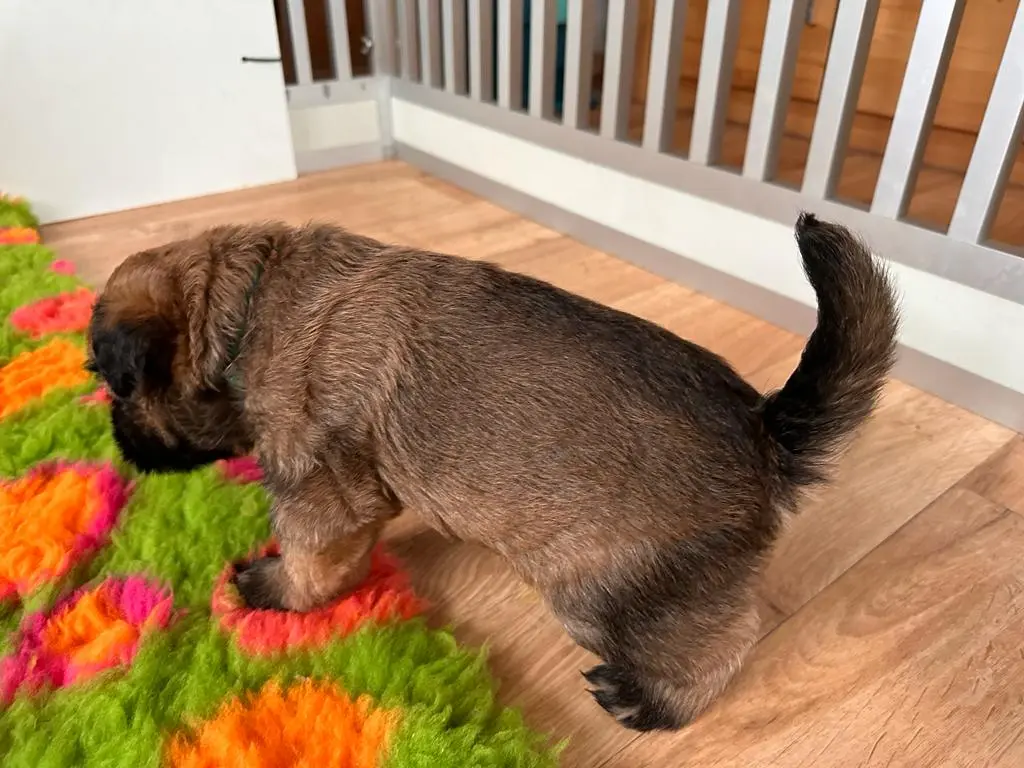 Hunde spielen von Wheaten Vagabond