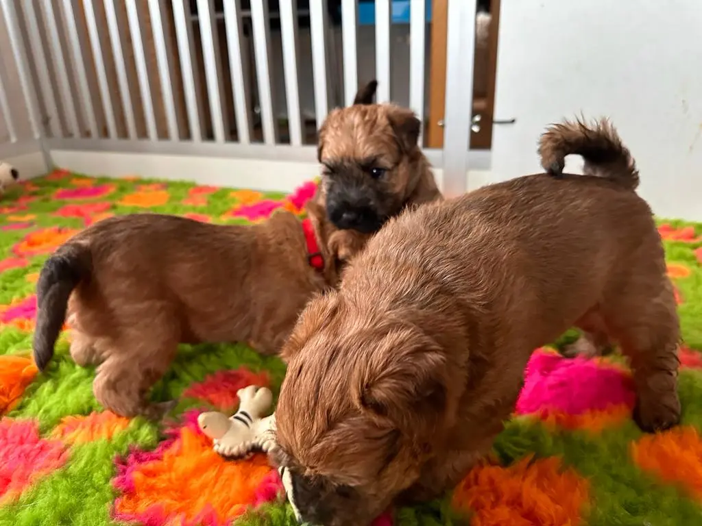 Hunde spielen von Wheaten Vagabond