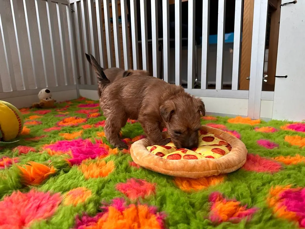 Hunde spielen von Wheaten Vagabond