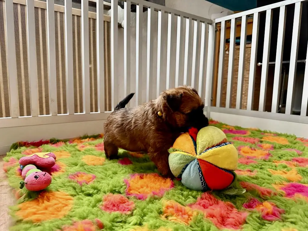 Hunde spielen von Wheaten Vagabond