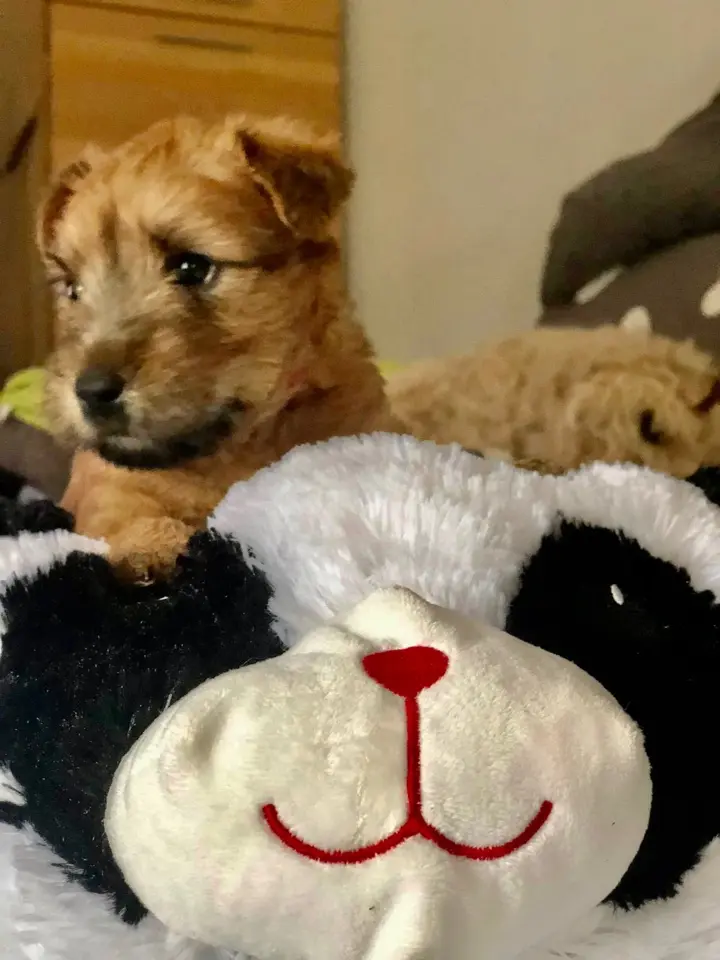 Hunde spielen von Wheaten Vagabond