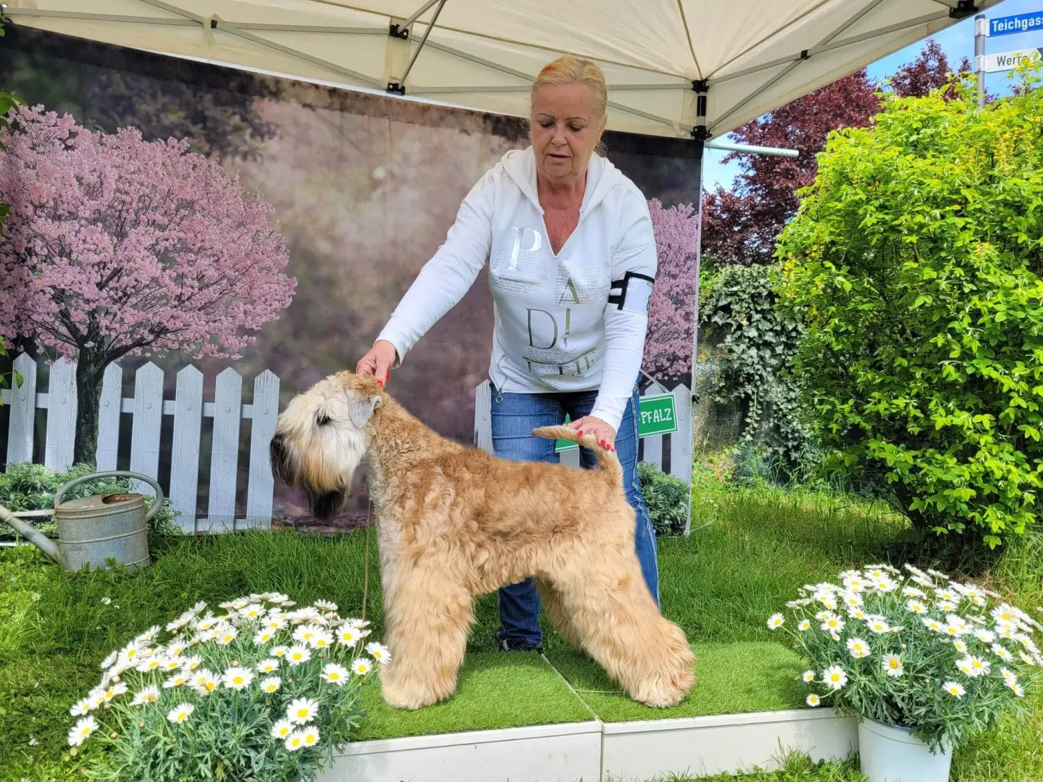 Internationale Frühlingshundeausstellung von Wheaten Vagabond