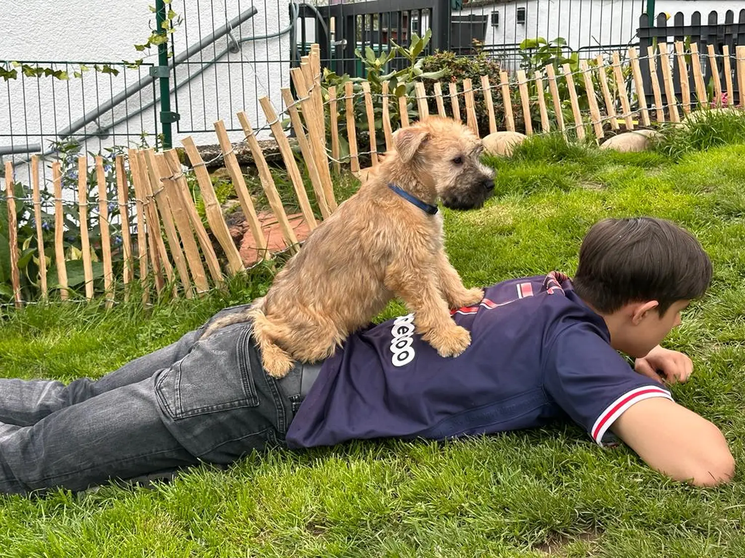 Hunde spielen im Garten von Wheaten Vagabond
