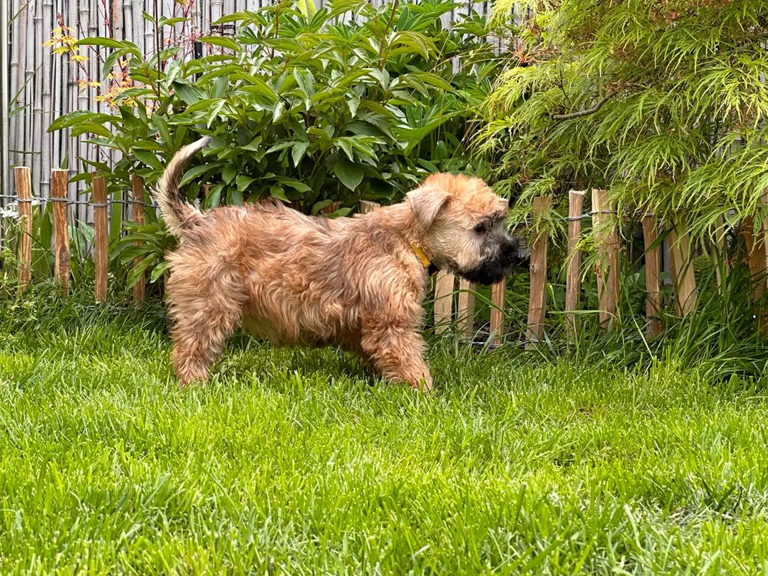 Hunde spielen im Garten von Wheaten Vagabond