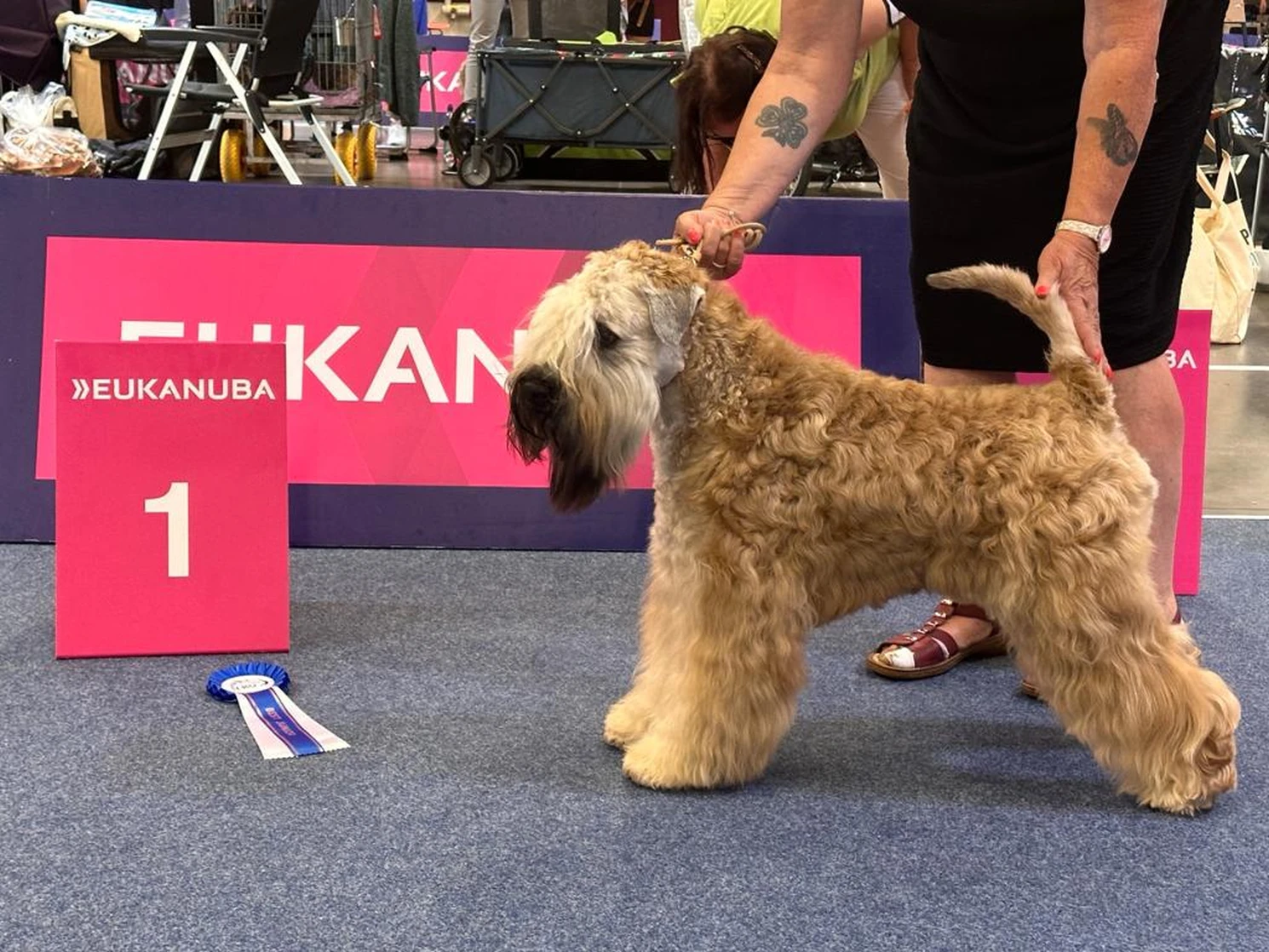 Internationale Frühlingshundeausstellung von Wheaten Vagabond