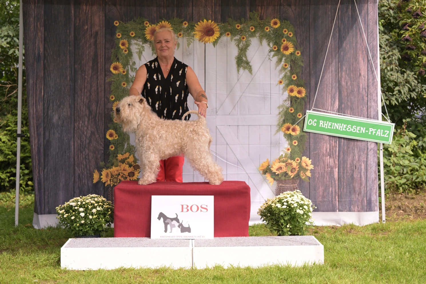 Hunde von Wheaten VagabondHund