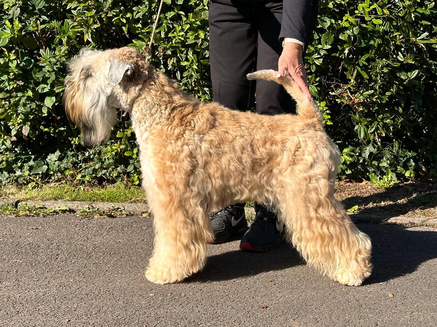 Hunde von Wheaten Vagabond
