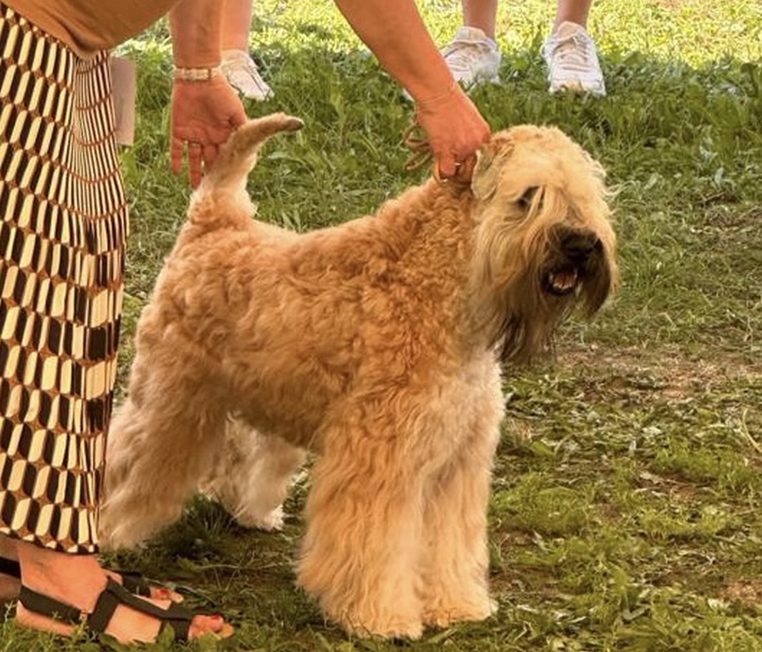 Hunde von Wheaten Vagabond
