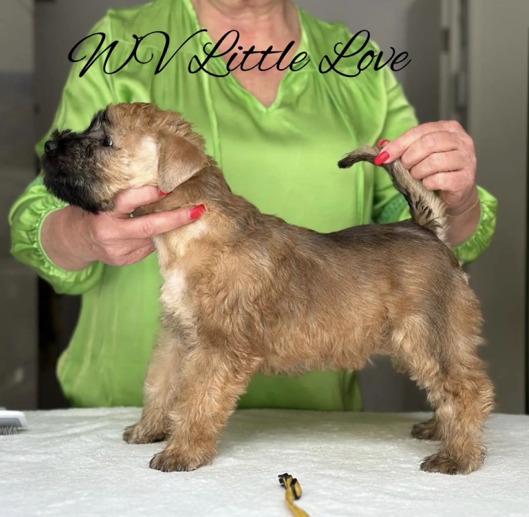 Wurf L von Wheaten Vagabond