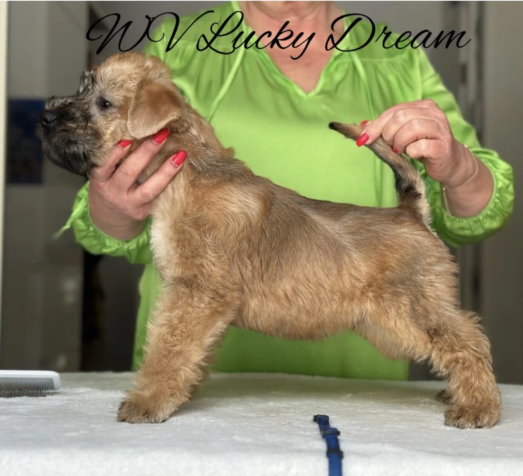 Wurf L von Wheaten Vagabond