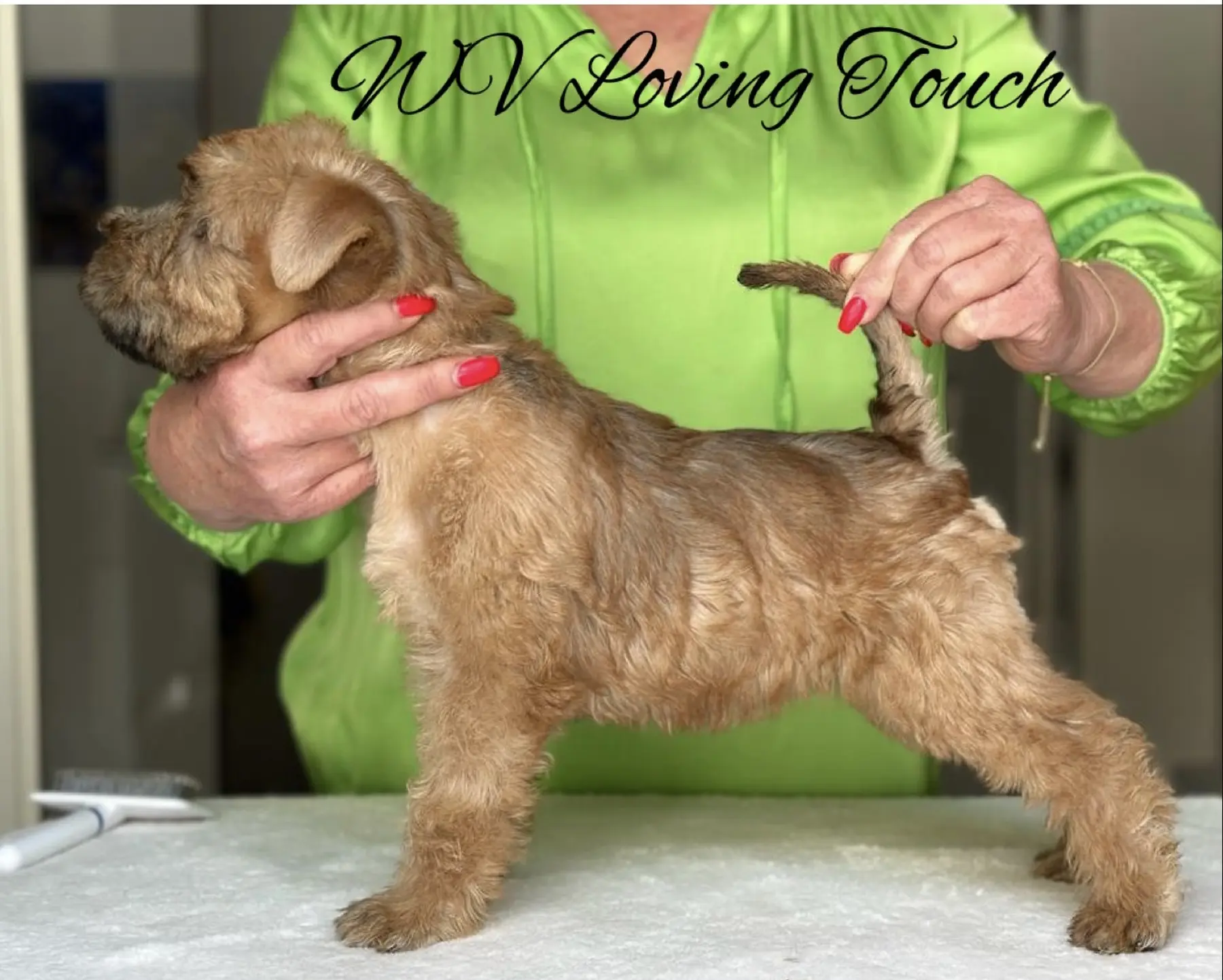 Wurf L von Wheaten Vagabond