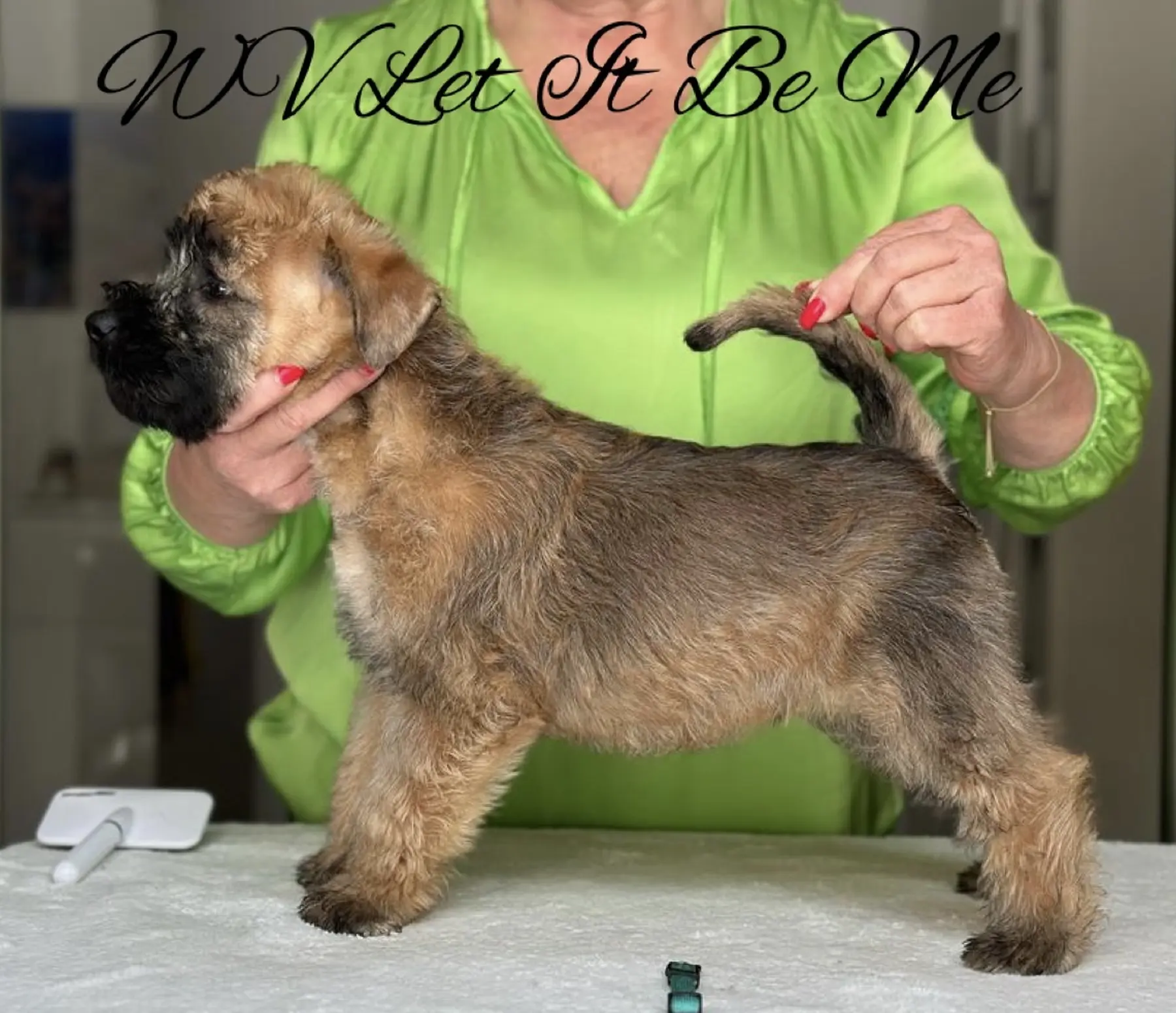 Wurf L von Wheaten Vagabond