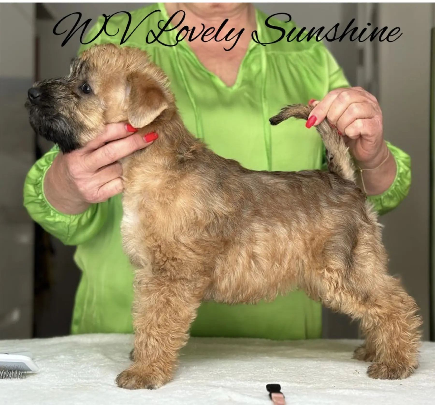 Wurf L von Wheaten Vagabond