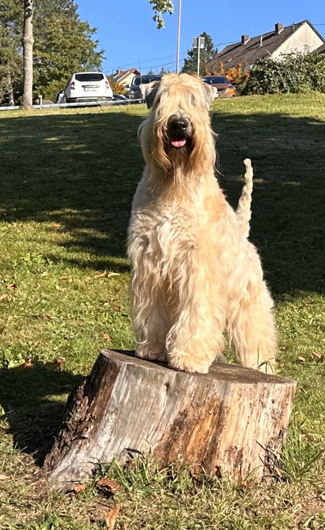 Hunde von Wheaten Vagabond