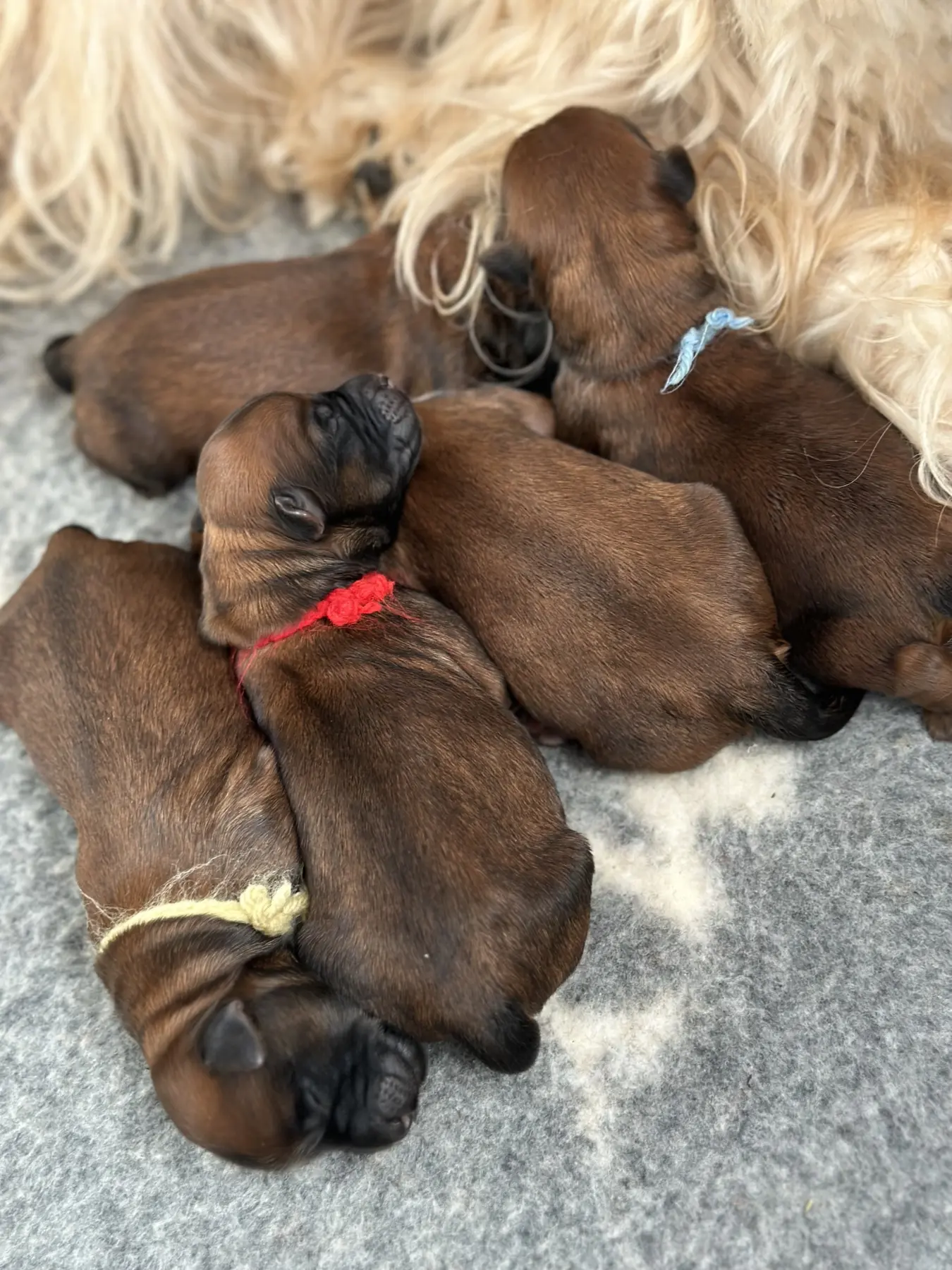 Hund mit Babys von Wheaten Vagabond