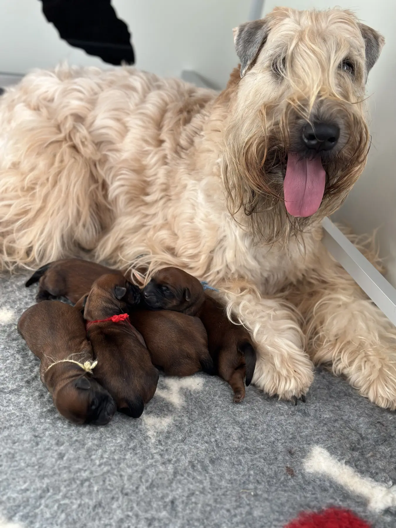 Hund mit Babys von Wheaten Vagabond