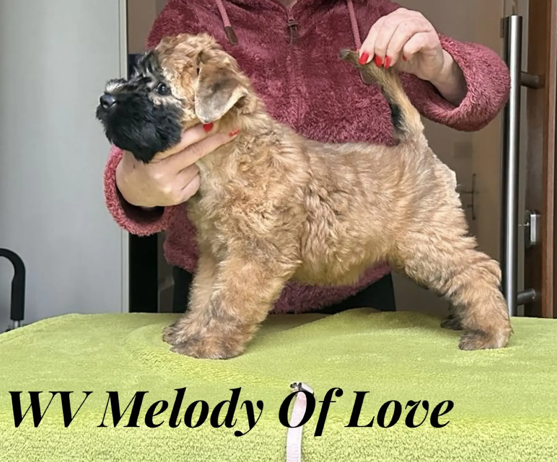 Würfe von Wheaten Vagabond