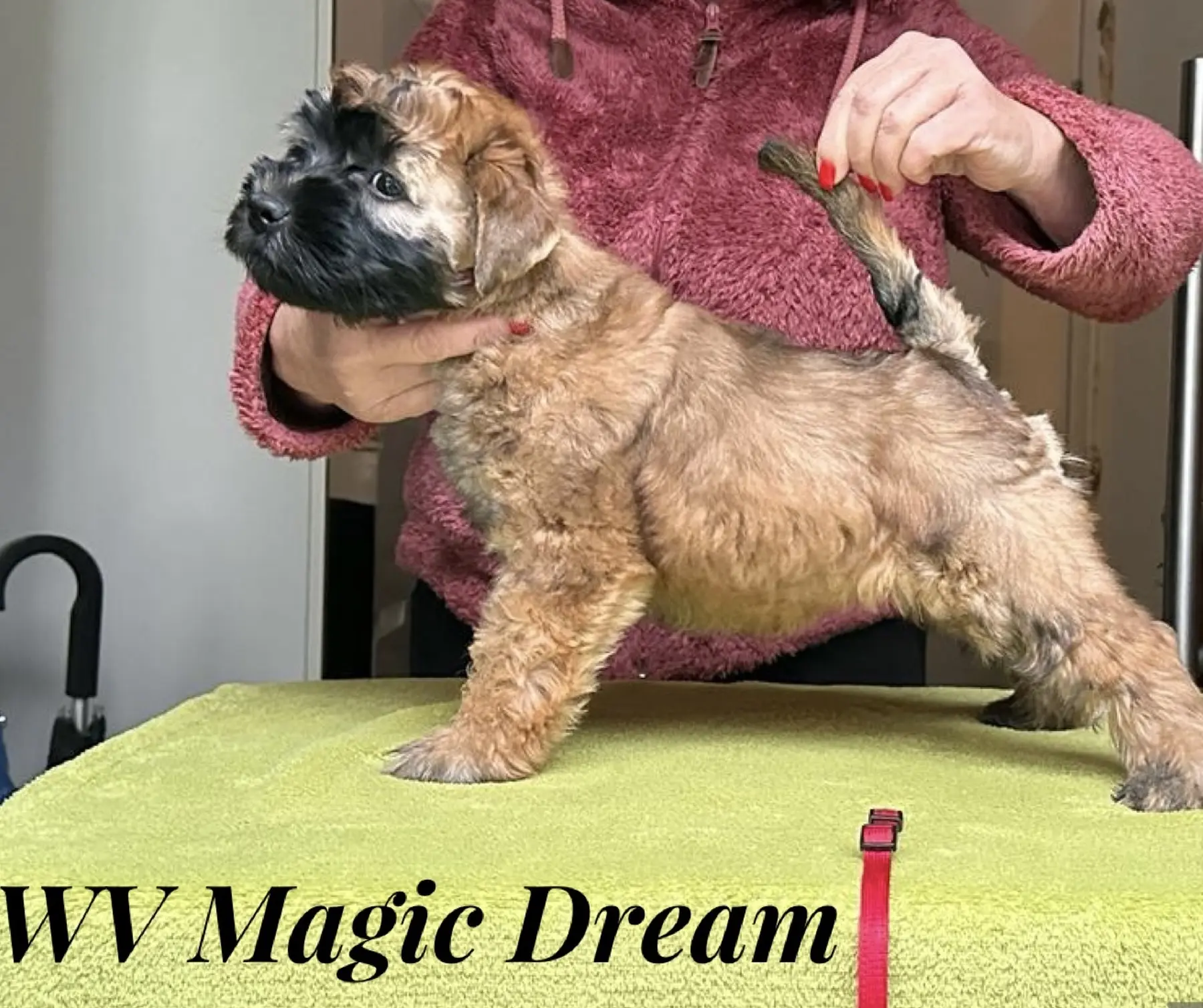 Würfe von Wheaten Vagabond