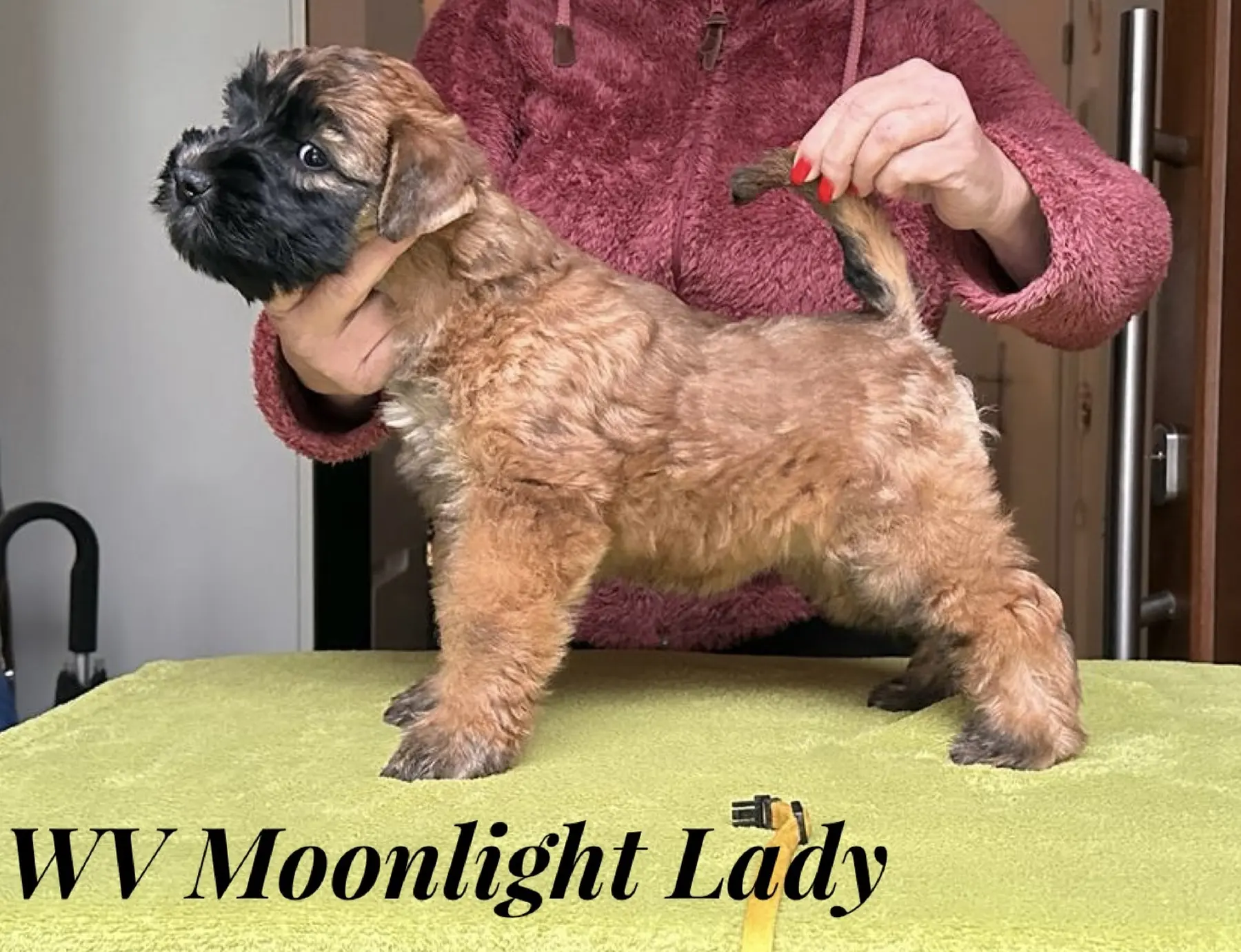 Würfe von Wheaten Vagabond