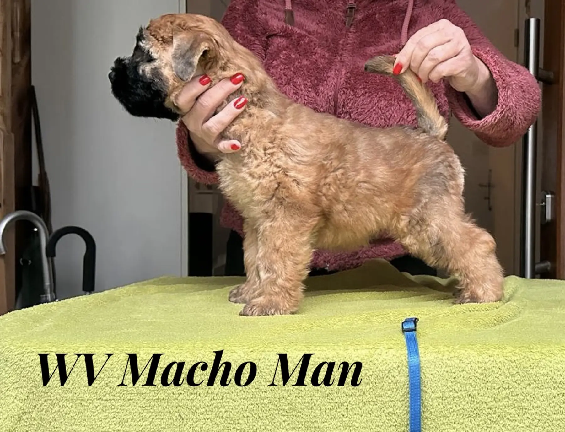 Würfe von Wheaten Vagabond