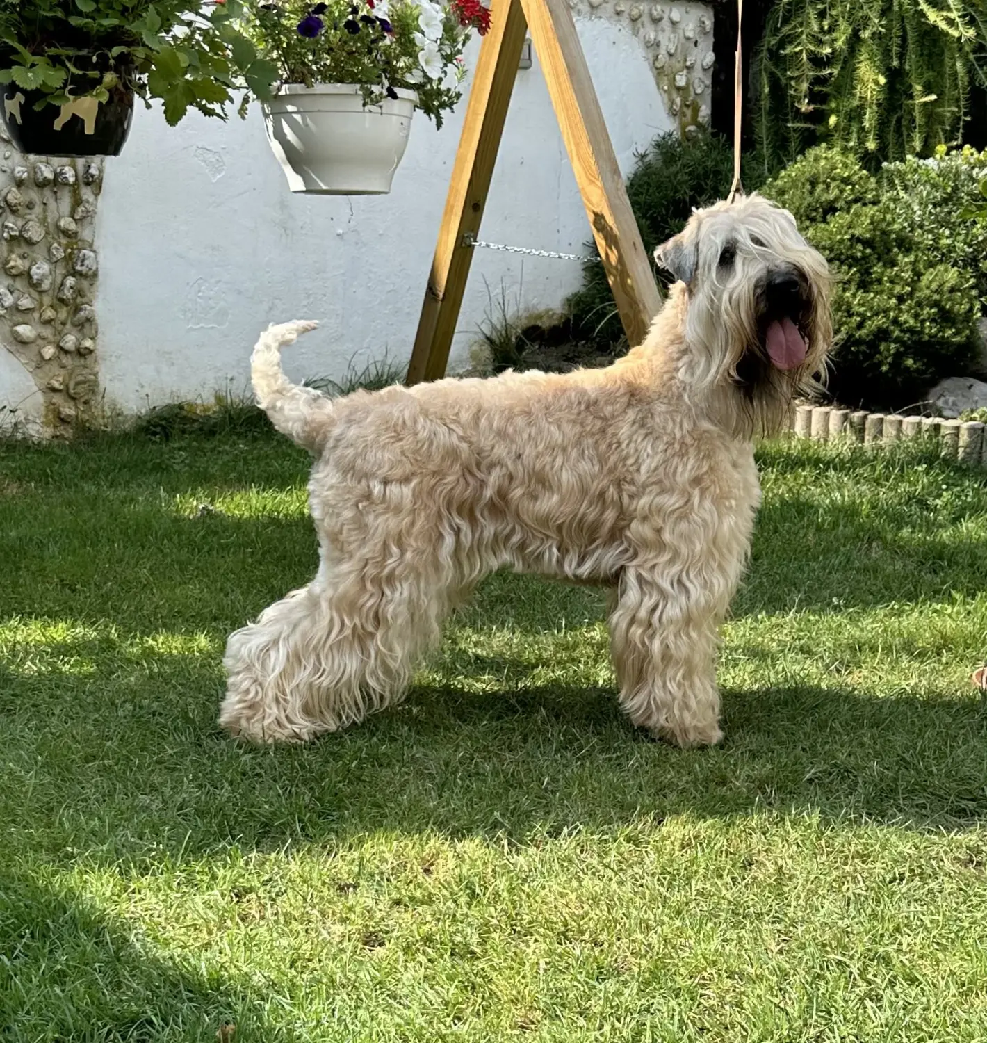 Hunde von Wheaten Vagabond