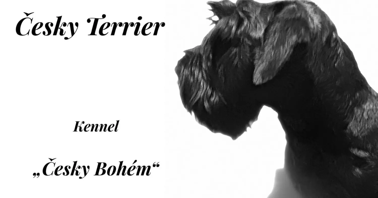 Cesky Terrier