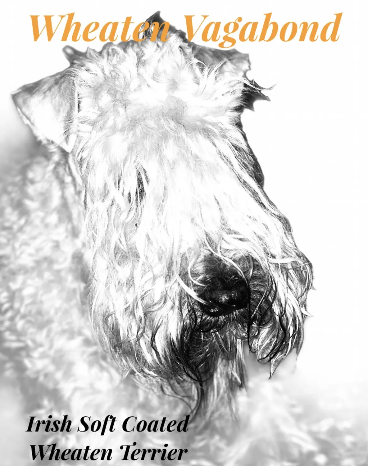 Wheaten Terrier