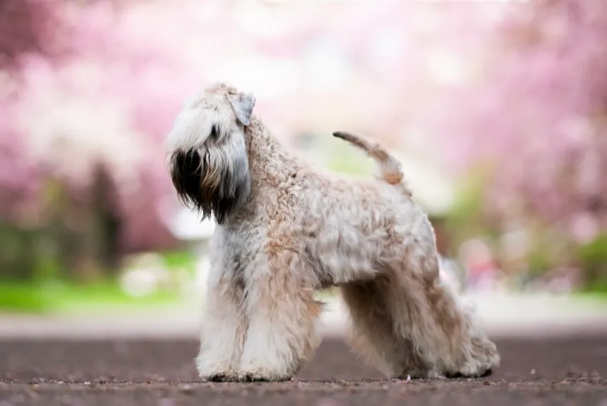 Hunde von Wheaten Vagabond